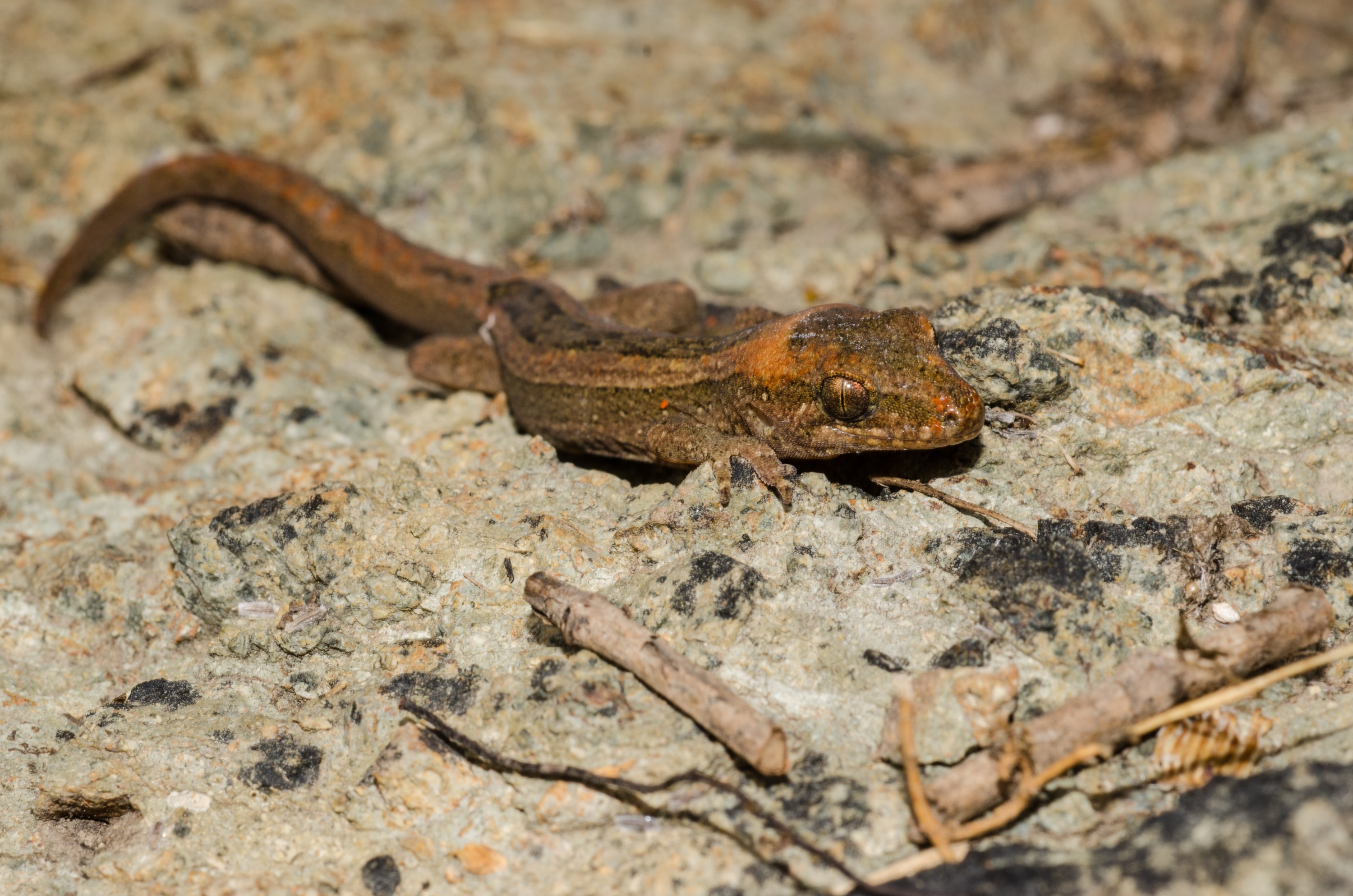 DSC_2557 – Pacific, gecko, Dactylocnemis, pacificus, lizard, far north, north, far, unknown, matapia, Crispin, reptiles, amphibians, rare, cold, blood, new, new zealand, zealand, nz